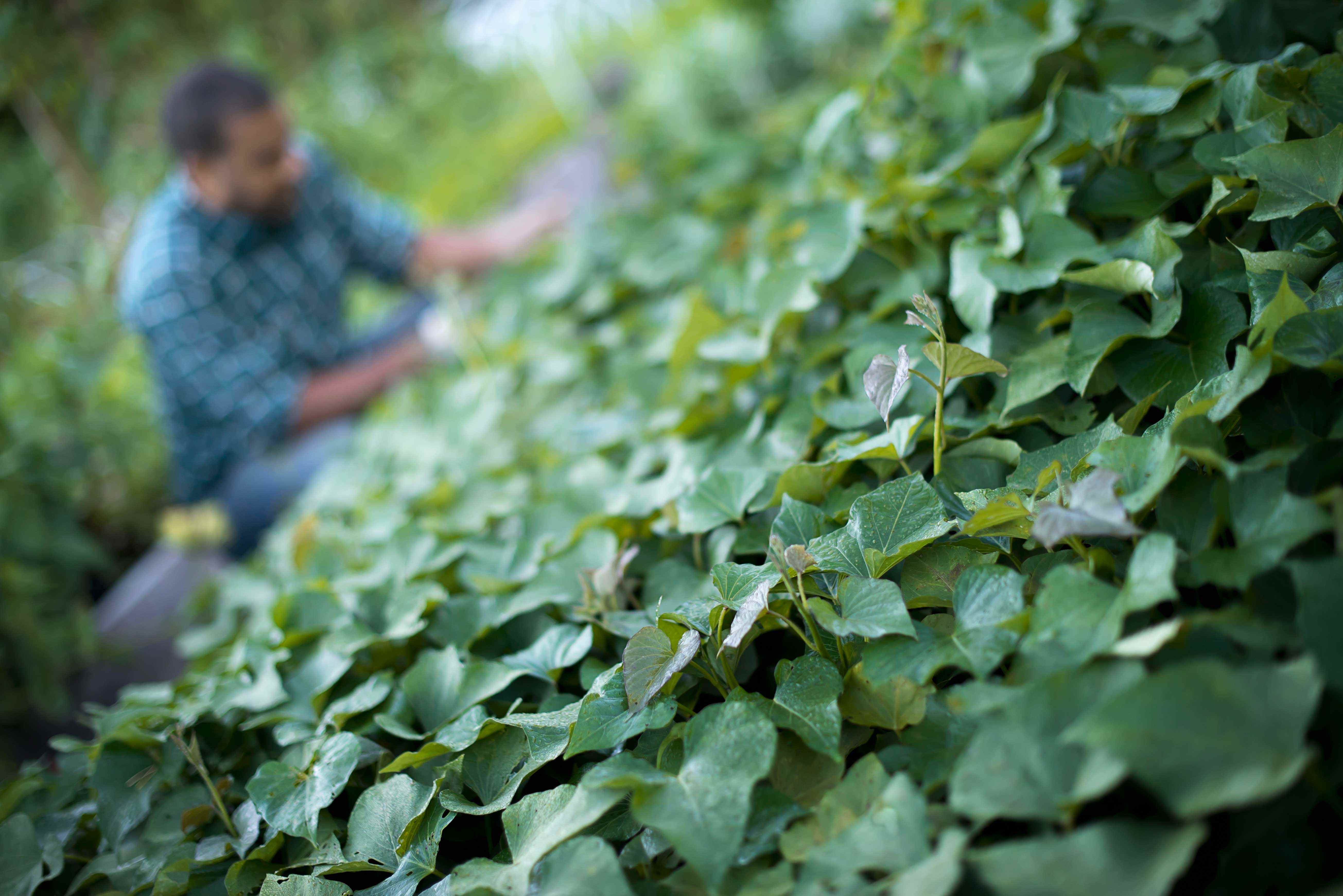 A farmer tending to cucumber plants in an organic ZABLMHB wr